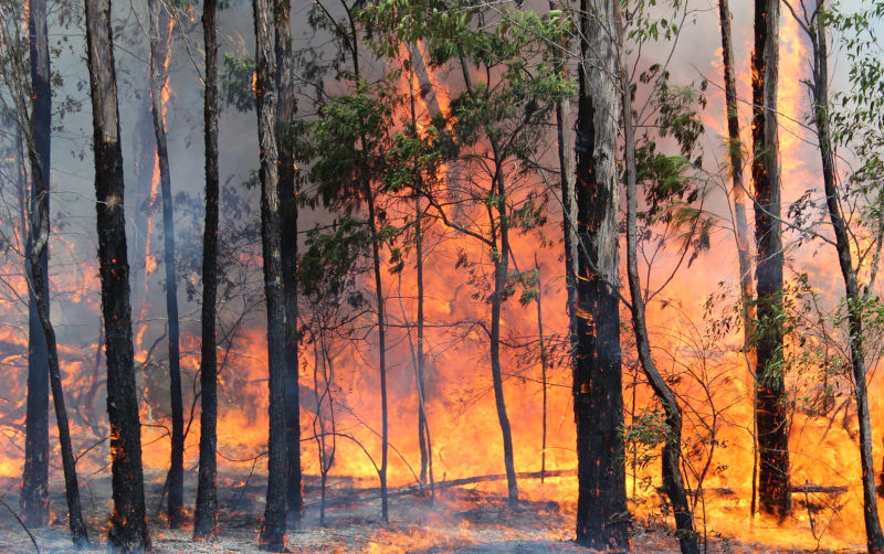 Bushfire in Sydney area, NSW Australia,