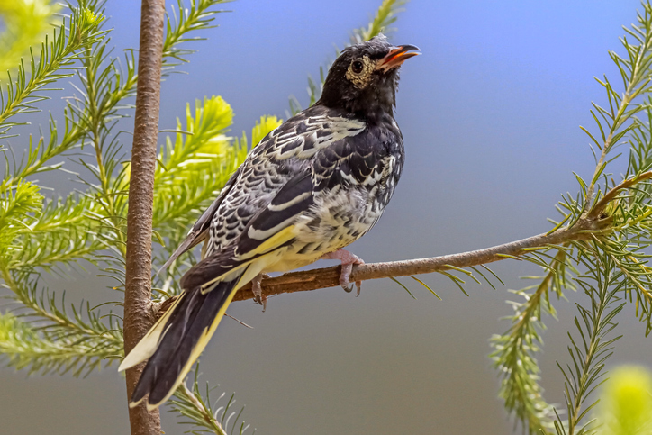 Regent Honeyeater - one of 154 species on the Australian endangered animals list. Image:iStock