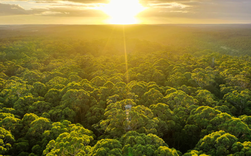 Sunrise above forest of Pemberton Western Australia.